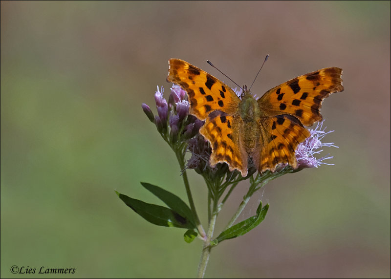 Comma - Gehakkelde aurelia - Polygonia c-album