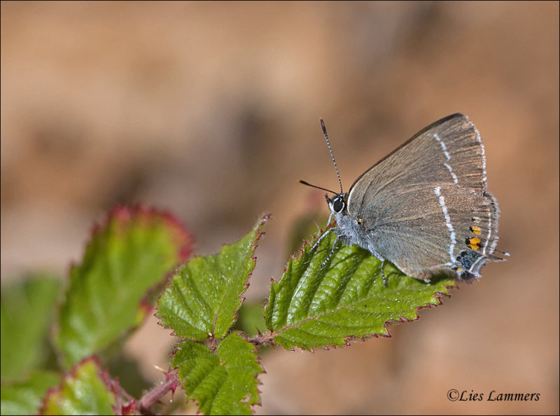 Blue-spot Hairstreak - Wegedoornpage - Satyrium spini