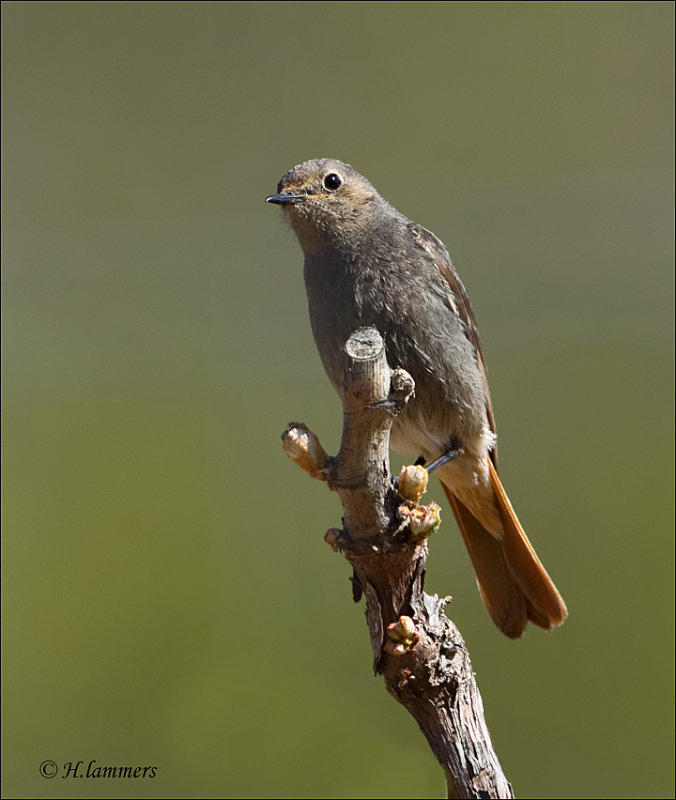  Black Redstart - Zwarte Roodstaart - Phoenicurus ochruros