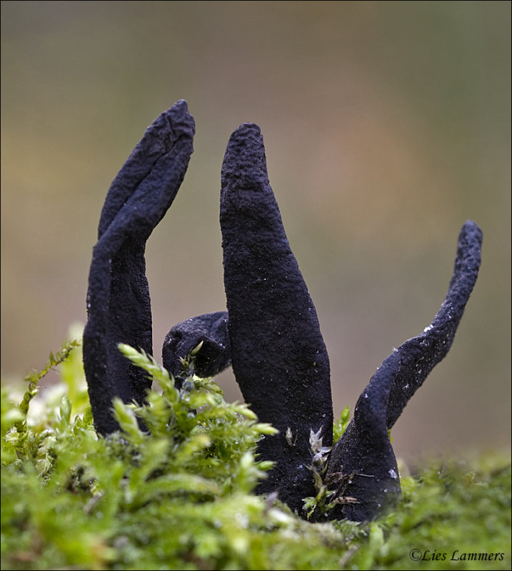 Dead man's fingers - Houtknotszwam - Xylaria polymorpha