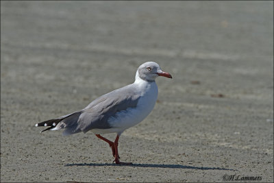 Grey Headed Gull - Grijskopmeeuw -Chroicocephalus cirrocephalus 