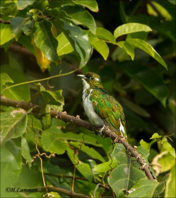 Klaass cuckoo - Klaas koekoek  - Chrysococcyx klaas