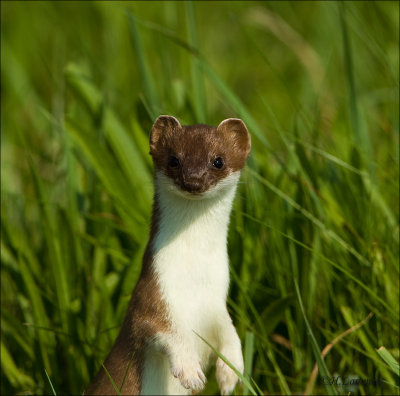  Hermelijn-Ermine