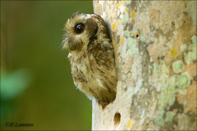  Bare- Legged Owl -  Cubaanse schreeuwuil - Margarobyas lawrencii