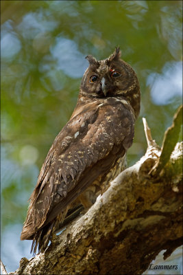  Stygian Owl - Grote ransuil  - Asio Stygius