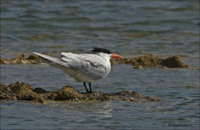 Royal Tern - Koningsstern - Thalasseus maximus