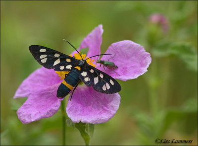 Nine-spotted moth - Phegeavlinder_MG_3418 