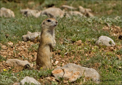 (s)Ziesel -  European ground squirrel (Spermophilus citellus)_P4B2048.jpg