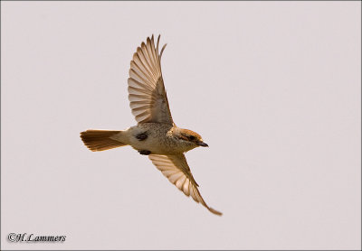 Red-backed Shrike - Grauwe Klauwier - Lanius collurio