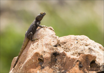 Starred agama - Hardoen _P4B2905.