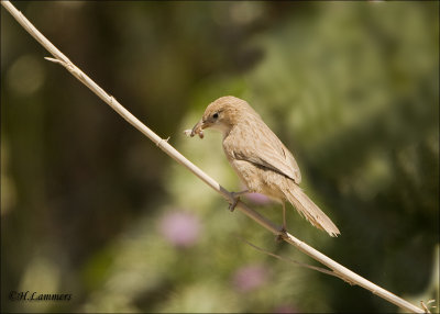 Iraq Babbler - Iraakse Babbelaar -Turdoides altirostris