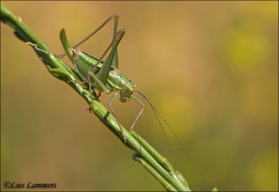 Speckled bush cricket - Struiksprinkhaan_MG_2503.jpg