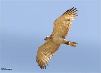 Short-toed Snake Eagle -  Slangenarend - Circaetus gallicus