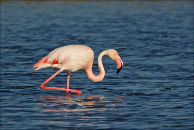 Greater Flamingo - Flamingo pbase_P4B4496.