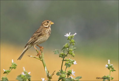Corn Bunting - Grauwe Gors  - Emberiza calandra