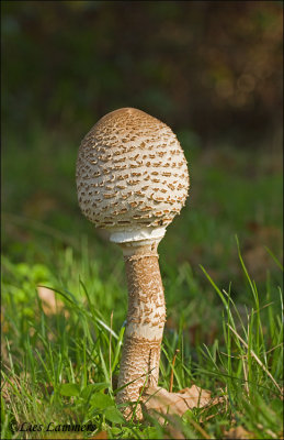Parasol mushroom - Grote parasolzwam_MG_6189 