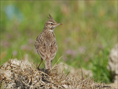Crested Lark - Kuifleeuwerik - Galerida cristata