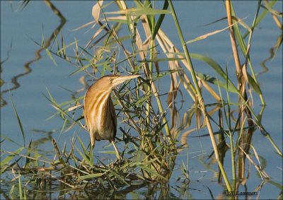 Little Bittern - Woudaap - Ixobrychus minutus