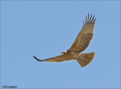 Bonellis Eagle - Havikarend -  Aquila fasciata 
