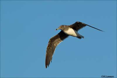 Sooty Gull -  Hemprichs Meeuw -  Ichthyaetus hemprichii  