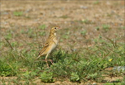 Richard's Pipit - Grote Pieper CP4B7580