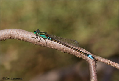 Common Bluetail - Senegalees Lantaarntje _MG_6992 