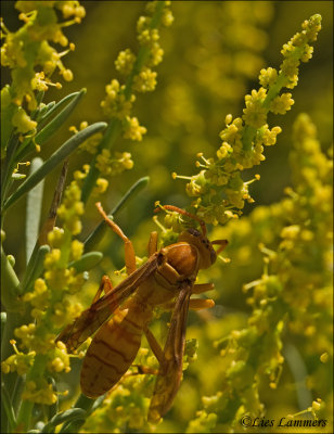 Arabian Paper Wasp ( prolistes wattii)_MG_6858 