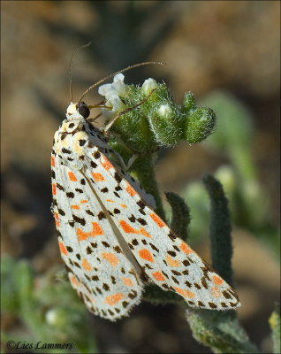 Crimson-speckled Moth - Utetheisa pulchella _MG_6496