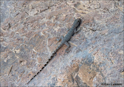   Arabian gecko - Arabische Gekko_MG_6589 