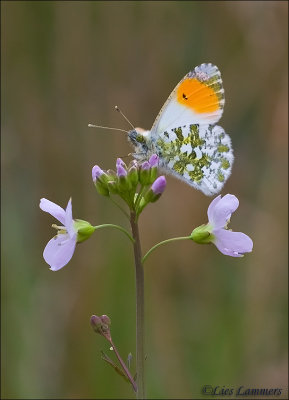 Orange tip - Oranjetipje_MG_7707 