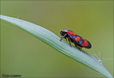 Black and red froghopper - Bloedcicade_MG_8175