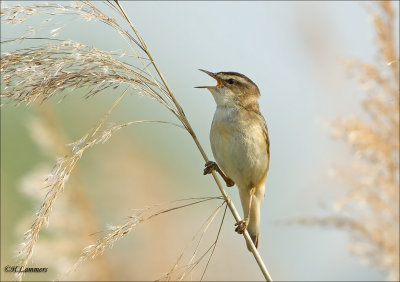 Sedge Warbler - Rietzanger - Acrocephalus schoenobaenus 