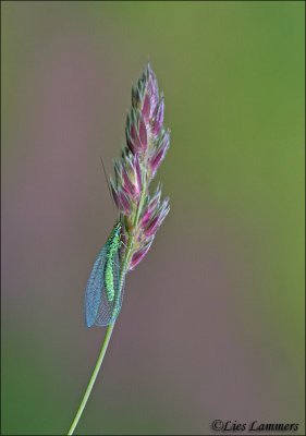 Common green lacewing - Gaasvlieg_MG_9172 