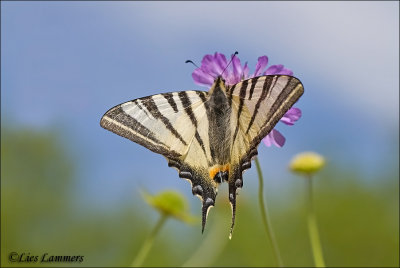 Scarce swallowtail - Koningspage_MG_8355