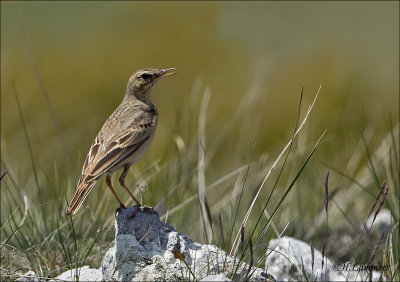 Tawny Pipit - Duinpieper - Anthus campestris