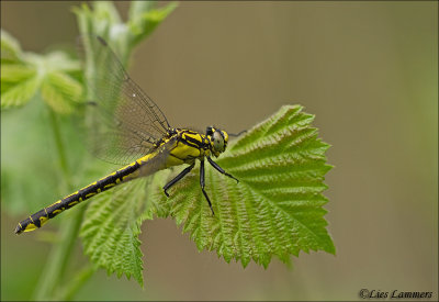 Common clubtail - Beekrombout_MG_8628