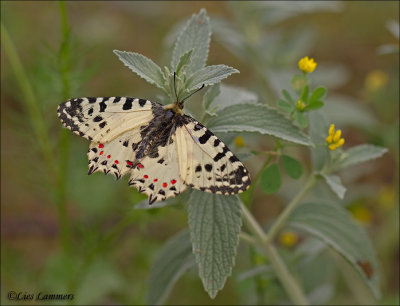 Eastern Festoon - Oostelijke Pijpbloemvlinder_MG_8436