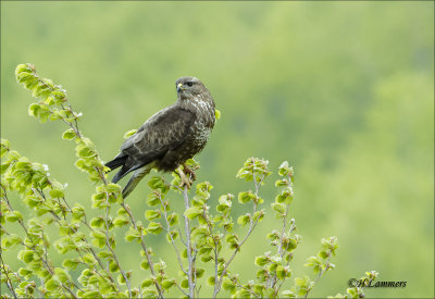  Common Buzzard -  Buizerd  -  Buteo buteo