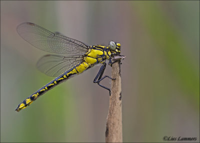 Common clubtail - Beekrombout_MG_8641