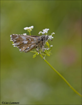 Orbed Red-underwing Skipper - Oostelijk kalkgraslanddikkopje_MG_8721 