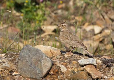 Crested Lark - Kuifleeuwerik - Galerida cristata.