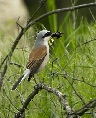 Red-backed Shrike - Grauwe Klauwier - Lanius collurio  