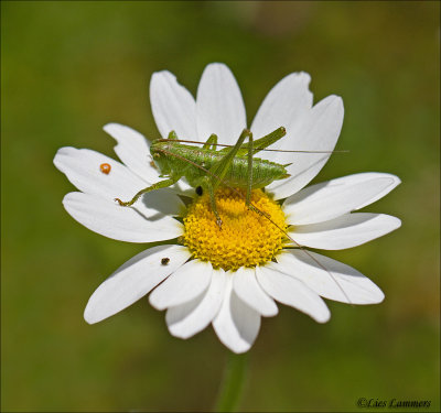 Great Green Bush Cricket - Sabelsprinkhaan_MG_8367