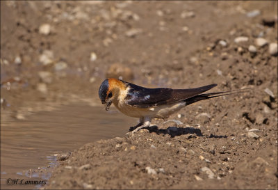 Red-rumped Swallow - Roodstuitzwaluw - Cecropis daurica