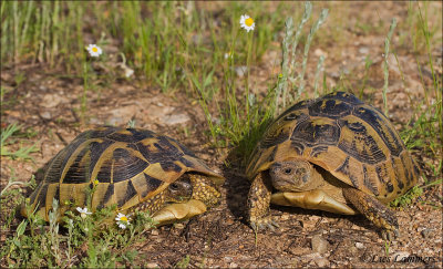 Spur-tighed tortoise - Moorse landschildpad_MG_8389 