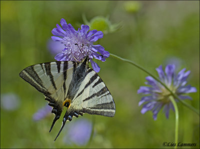 Scarce Swallowtail - Koningspage