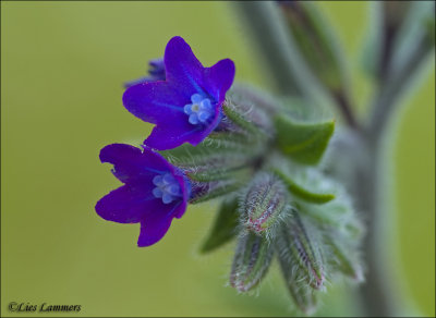 Common bugloss - Ossetong - Anchusa officinalis