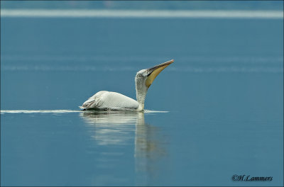 Dalmatian Pelican - Kroeskoppelikaan - Pelecanus crispus