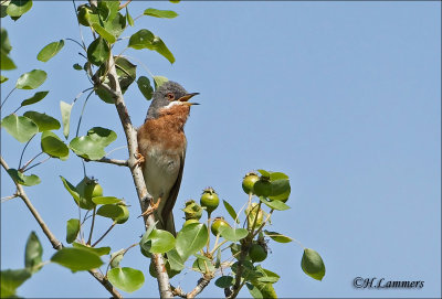   Eastern Subalpine Warbler - Balkanbaardgrasmus- Sylvia cantillans