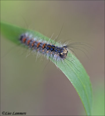 Gypsy moth - Plakker  - Lymantria dispar 